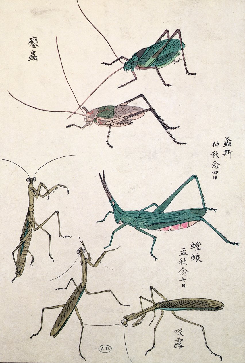 蚱蜢和螳螂（彩色木版画） 作者 日本学校