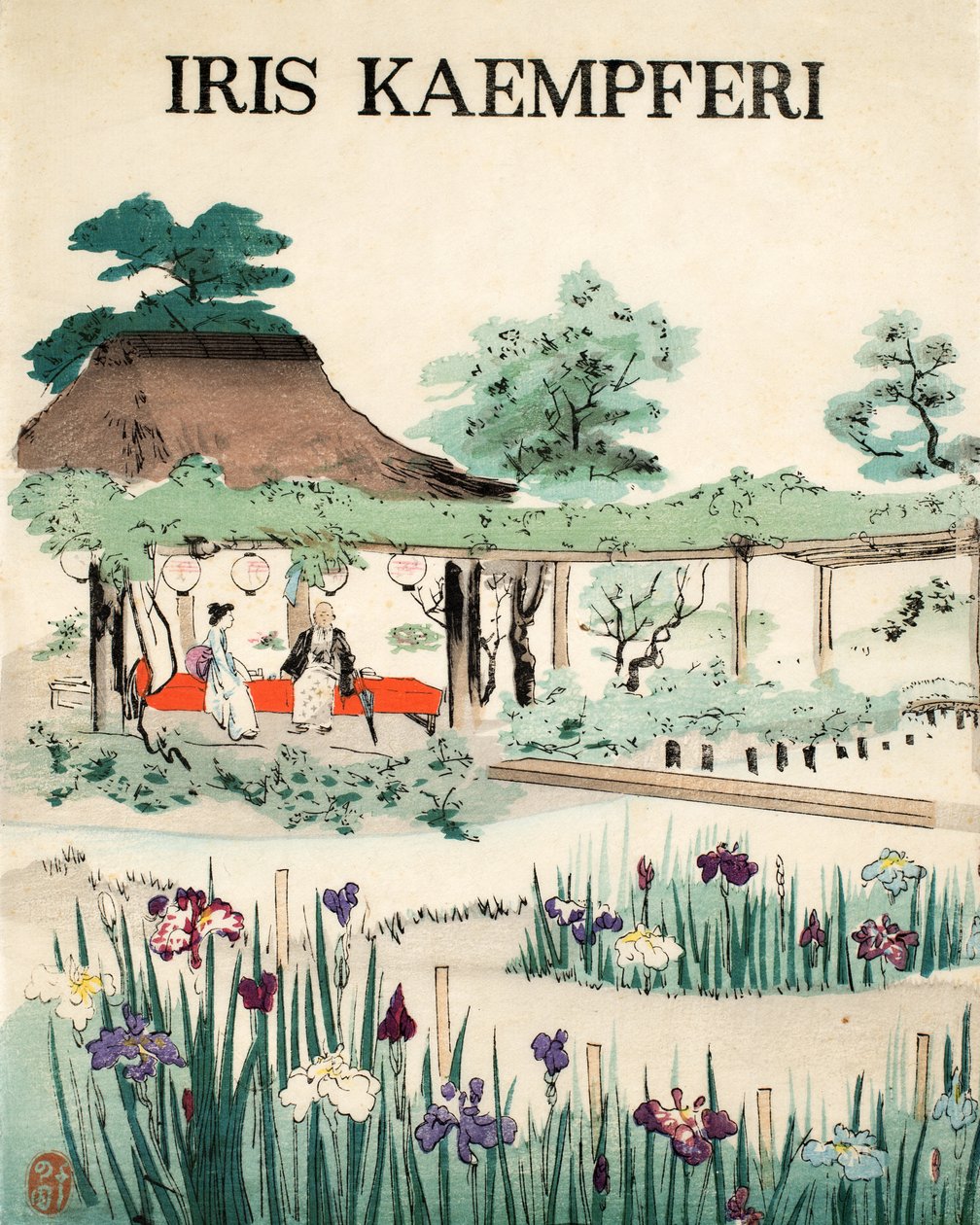 Iris Kaempferi  - 封面，1890年 作者 日本学校