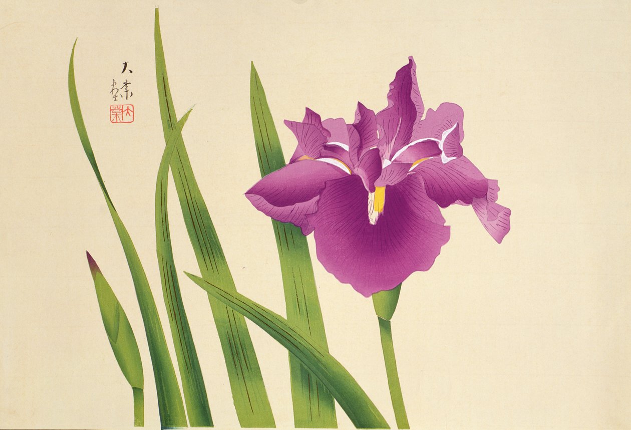 鸢尾花，酒吧。 约1950年 作者 日本学校