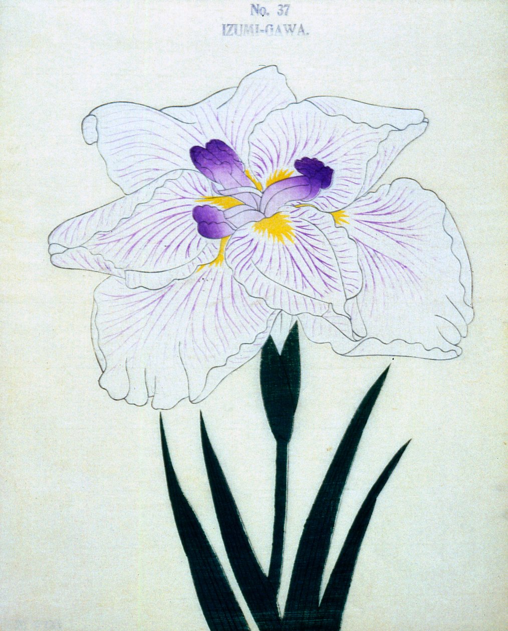 Izumi-Gawa，no.37,1898 作者 日本学校
