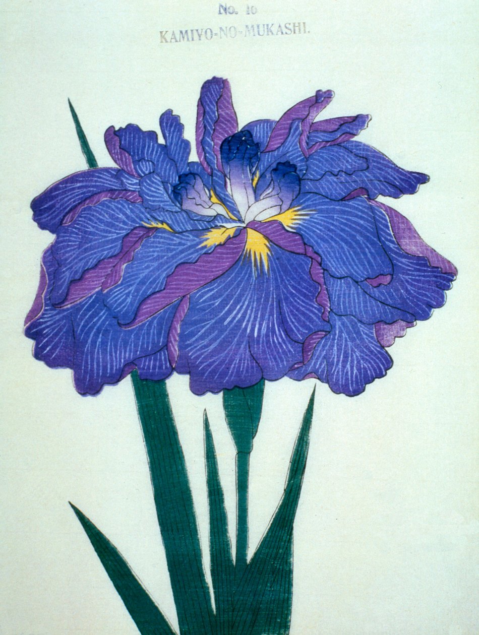 Kamiyo-no.-Mukashi no.16,1898 作者 日本学校
