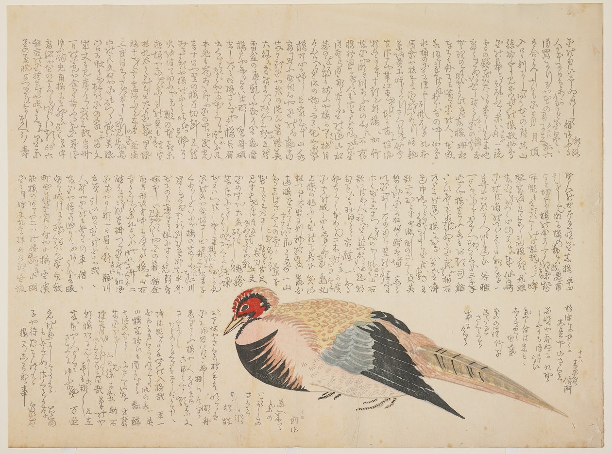 野鸡，c.1818-29（彩色木版画） 作者 日本学校