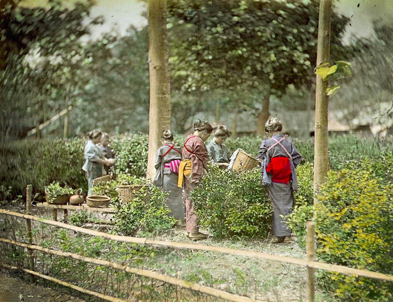 采摘茶，1880年 作者 日本学校
