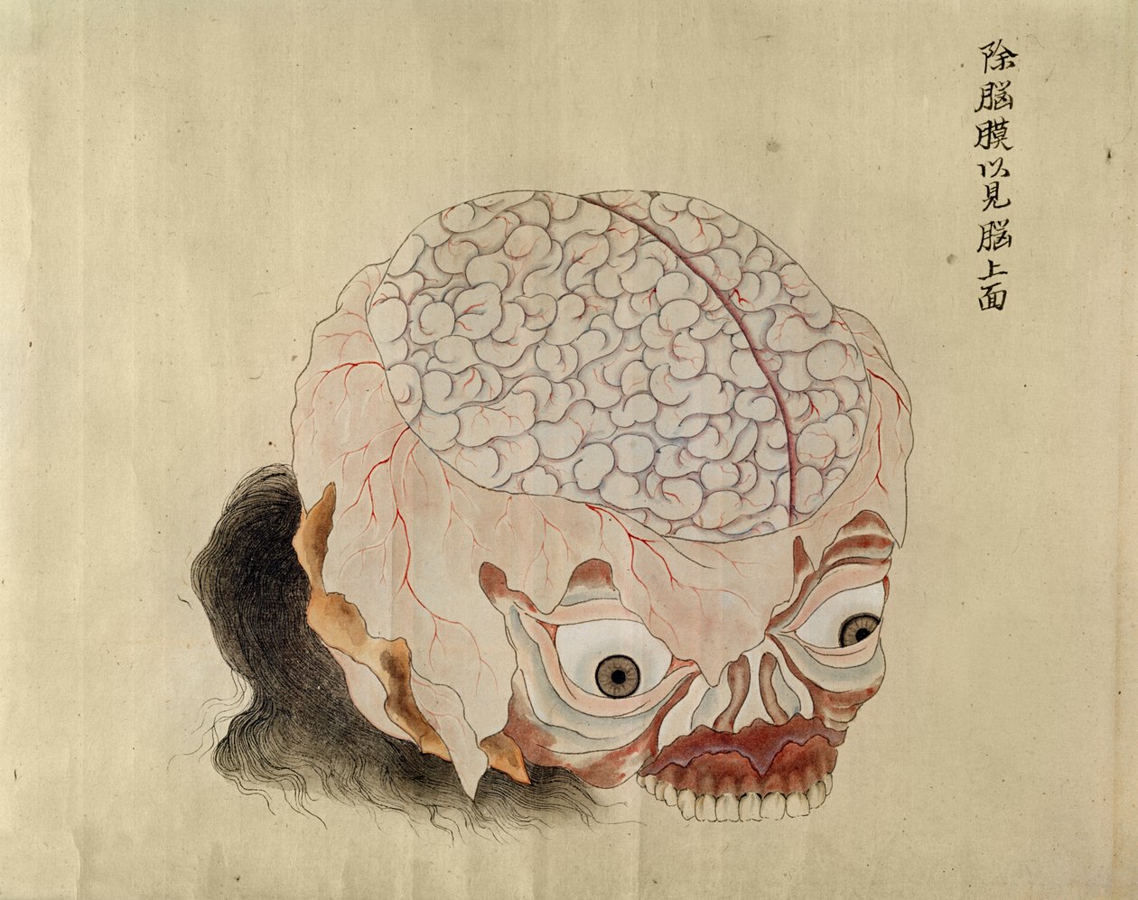 1796年酷刑受害者的解剖，1842年Midori医生的makimono解剖大脑（笔和墨水和纸上的wc） 作者 日本学校