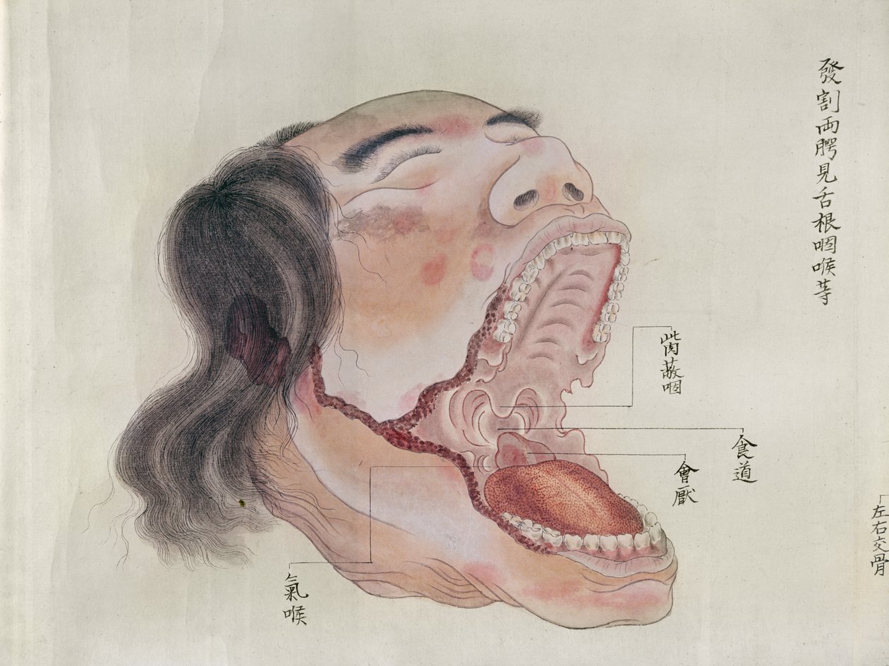 从1796年的酷刑受害者的解剖，1842年的Midori医生的makimono（笔和墨水和纸上的wc）解剖口腔 作者 日本学校