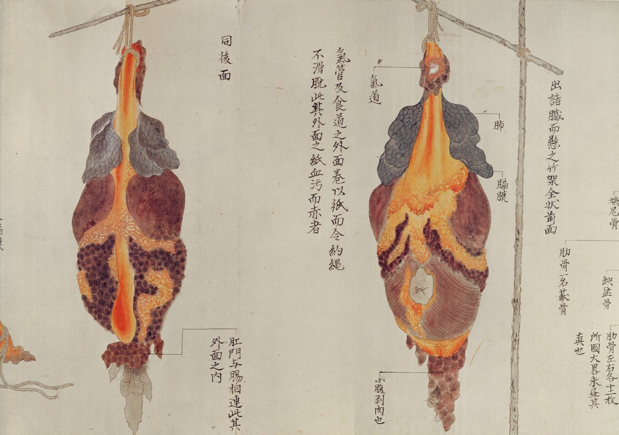 1796年酷刑受害者解剖的肺部，1842年Midori医生的makimono（笔和墨水和纸上的wc） 作者 日本学校