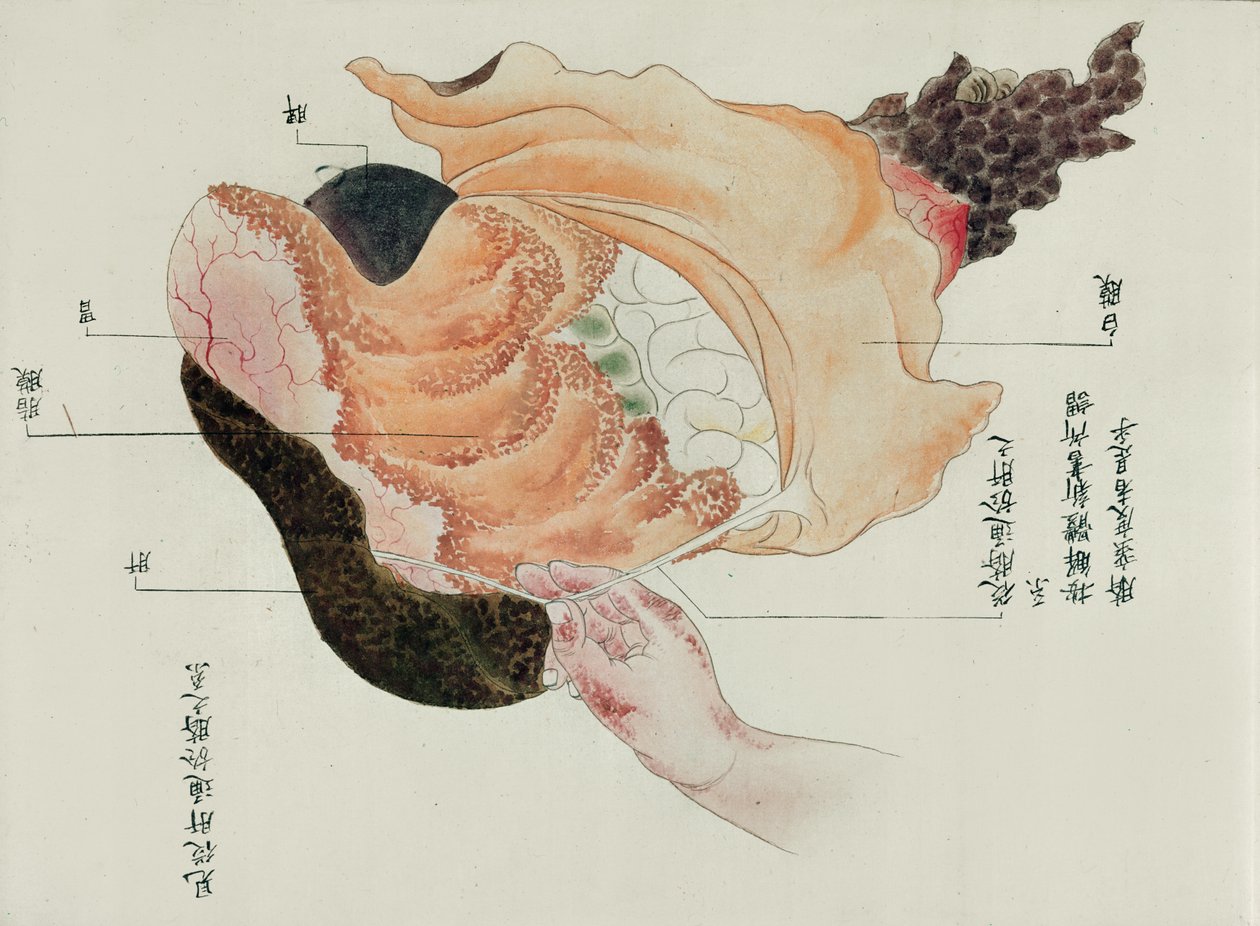 1796年酷刑受害者的解剖中的胃和肠，1842年的一个Midori医生的makimono（笔和墨水和纸上的wc） 作者 日本学校