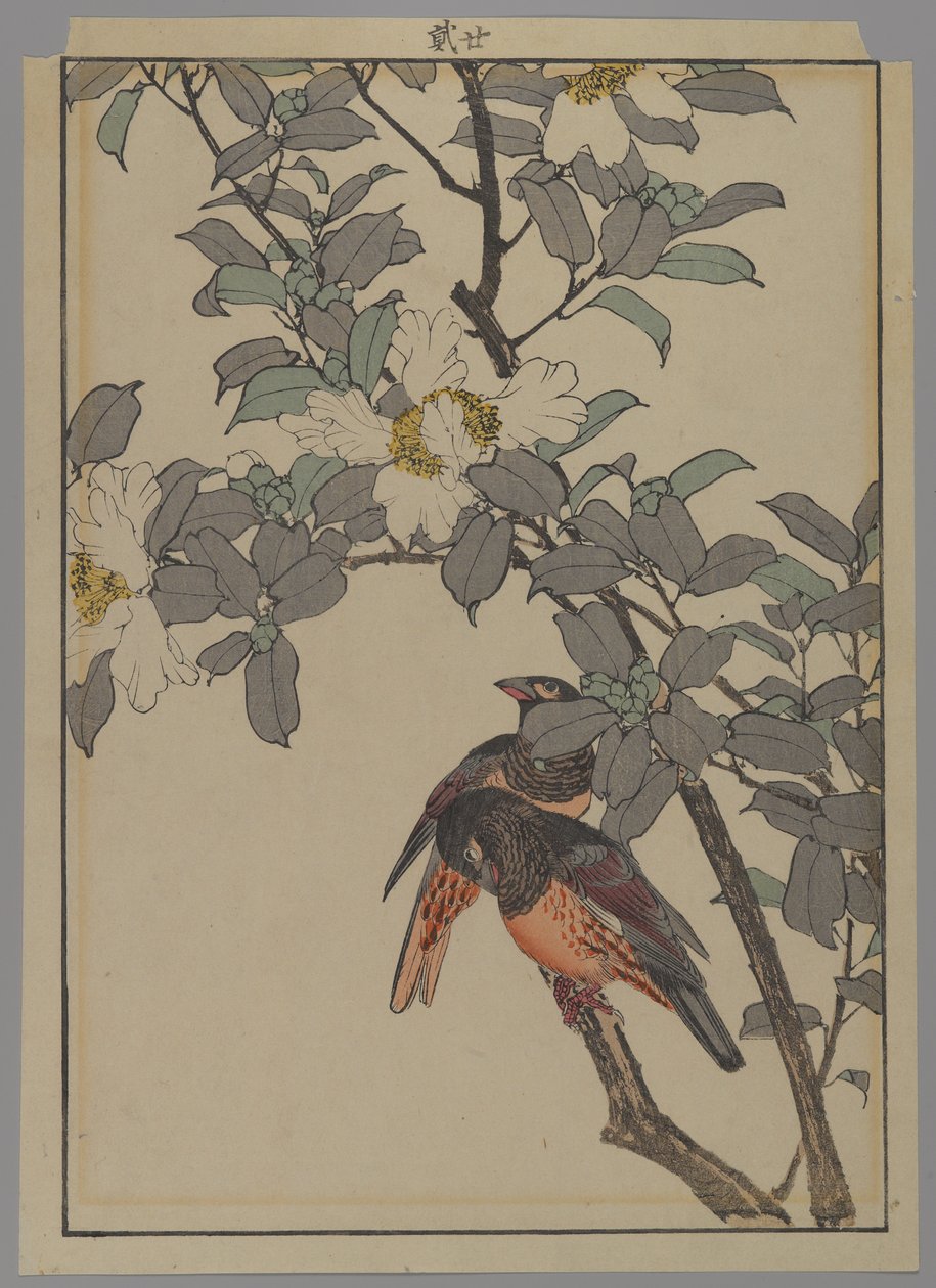 两只白花，明治时期，1892年（彩色木版画） 作者 日本学校