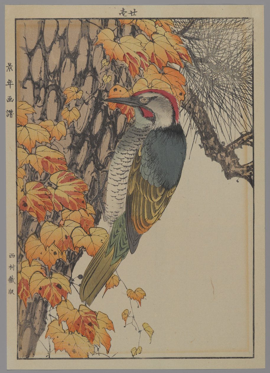 啄木鸟，1892年（彩色木版画） 作者 日本学校