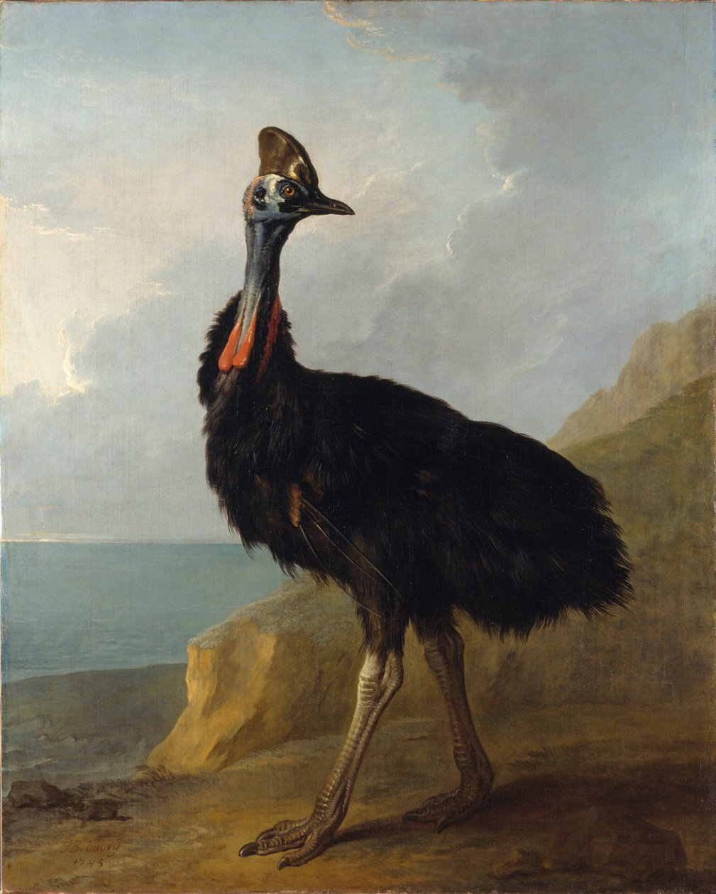 食火鸡 作者 让·巴蒂斯特·奥德里（Jean Baptiste Oudry）