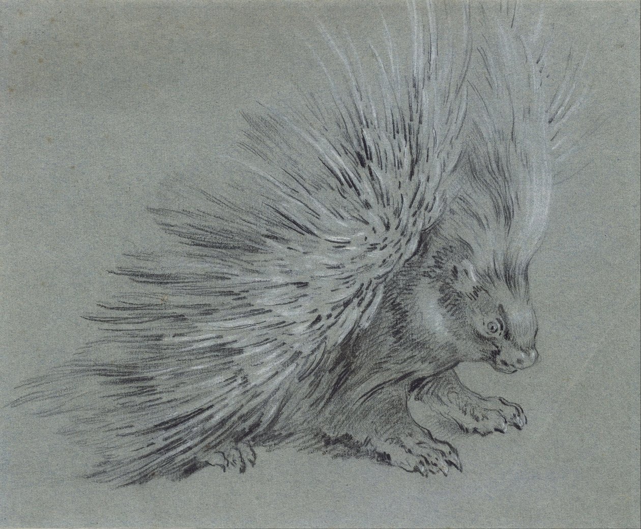 豪猪 作者 让·巴蒂斯特·奥德里（Jean Baptiste Oudry）