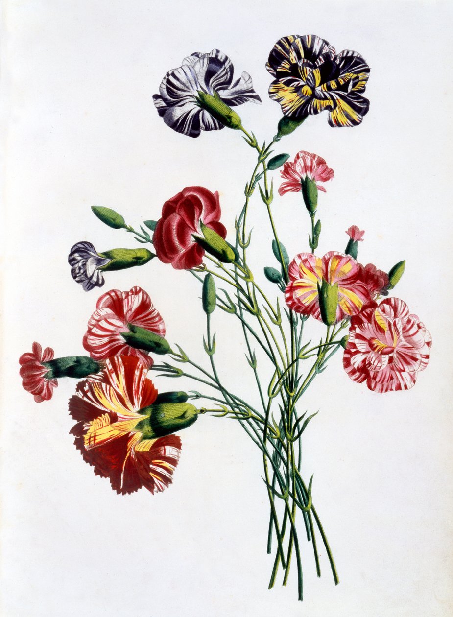 康乃馨花束，来自“自然花卉和水果的收藏”，1805年出版（彩色版画） 作者 让·路易斯·普雷沃斯特