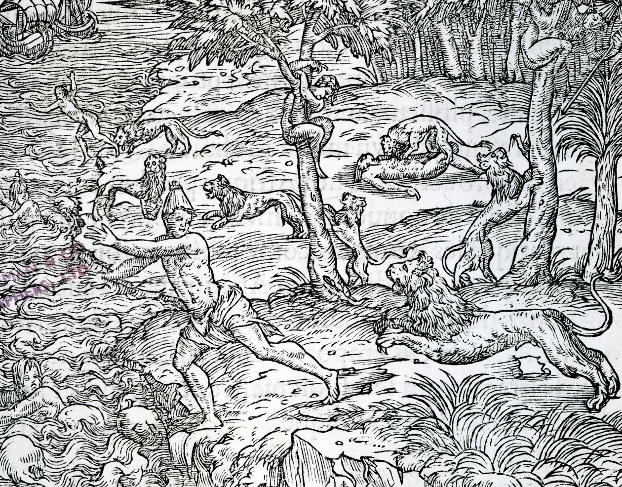 狮子袭击和吃人类，来自Andre Thevet的&39;Les singularites de la France antartique&39;，1558年出版 作者 表弟让·小