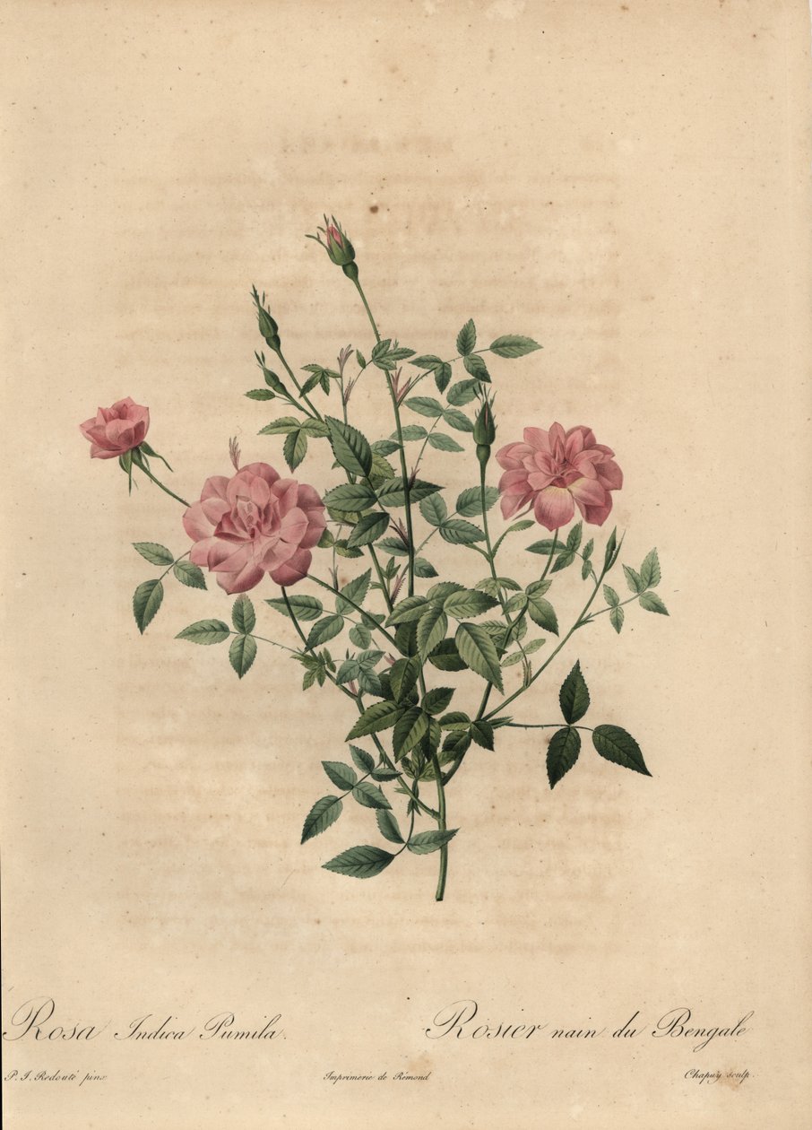 粉红色的微型中国玫瑰，Rosa chinensis。 作者 让-巴蒂斯特·沙皮（Jean-Baptiste Chapuy）