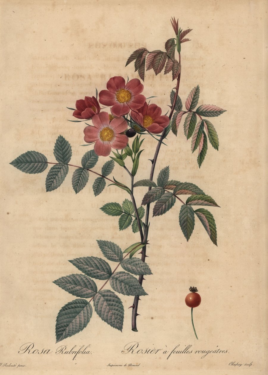 红叶玫瑰，Rosa glauca。 作者 让-巴蒂斯特·沙皮（Jean-Baptiste Chapuy）