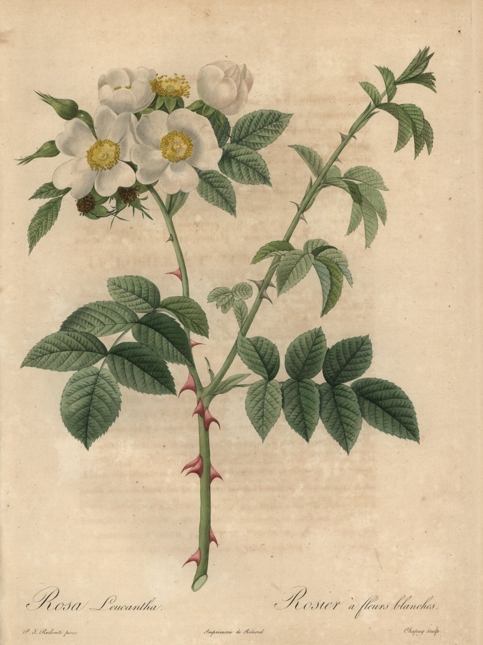 白玫瑰，Rosa leucantha。 作者 让-巴蒂斯特·沙皮（Jean-Baptiste Chapuy）