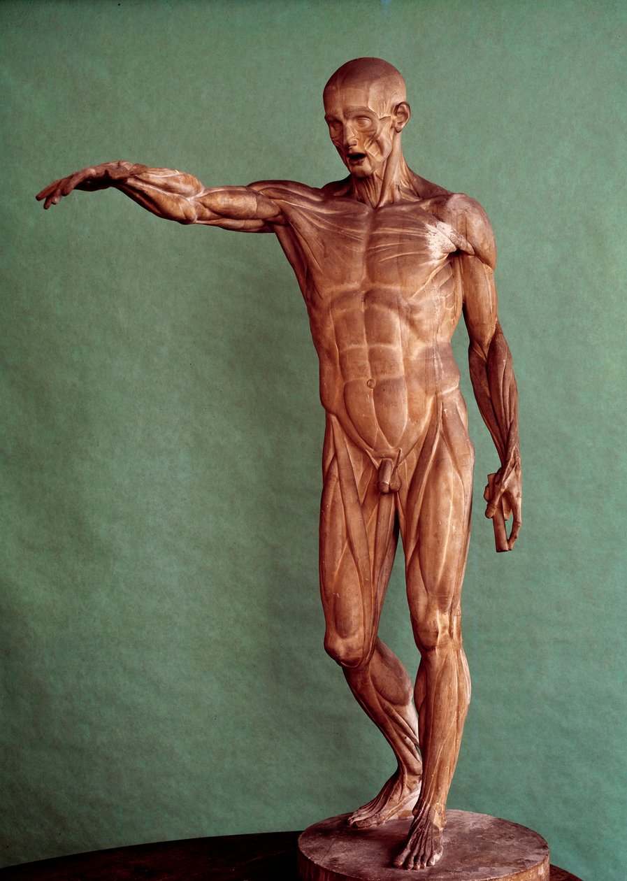 人体解剖学。 Jean Antoine Houdon (1741-1828) 的 Ecorche 作者 让·安托万·胡顿