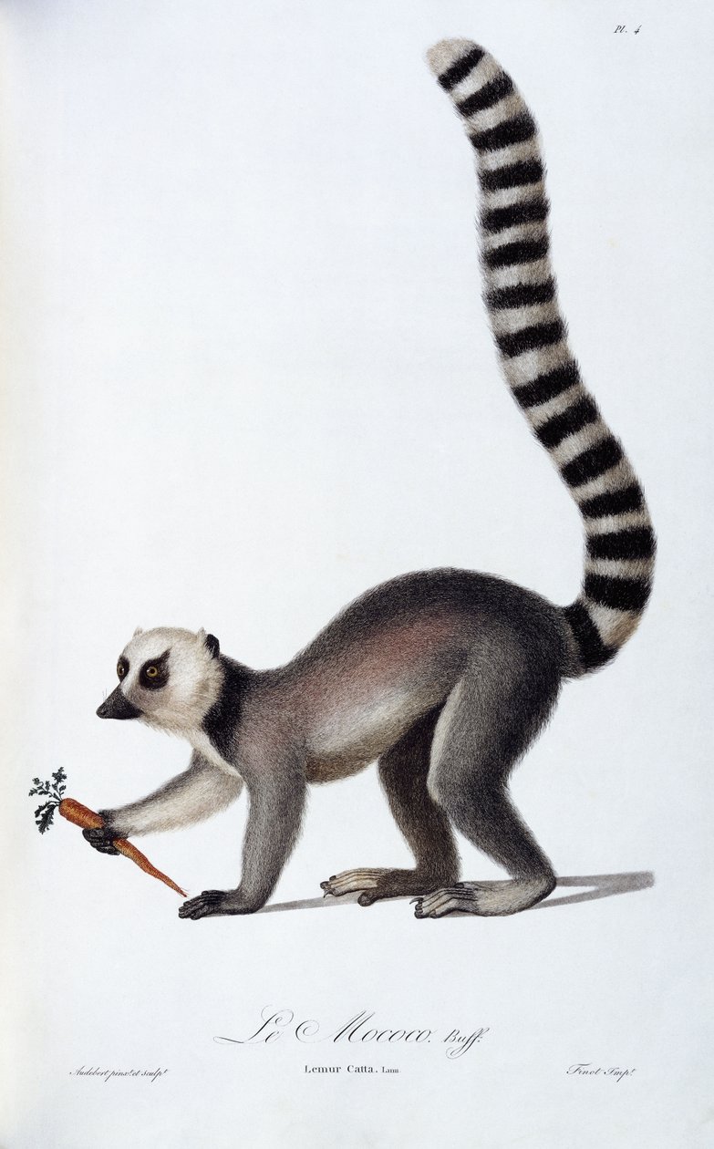 狐猴，约1798-99年 作者 让·巴蒂斯特·奥德伯特