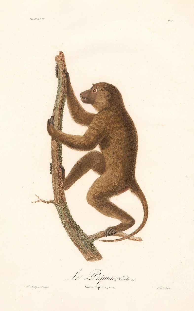  作者 让·巴蒂斯特·奥德伯特