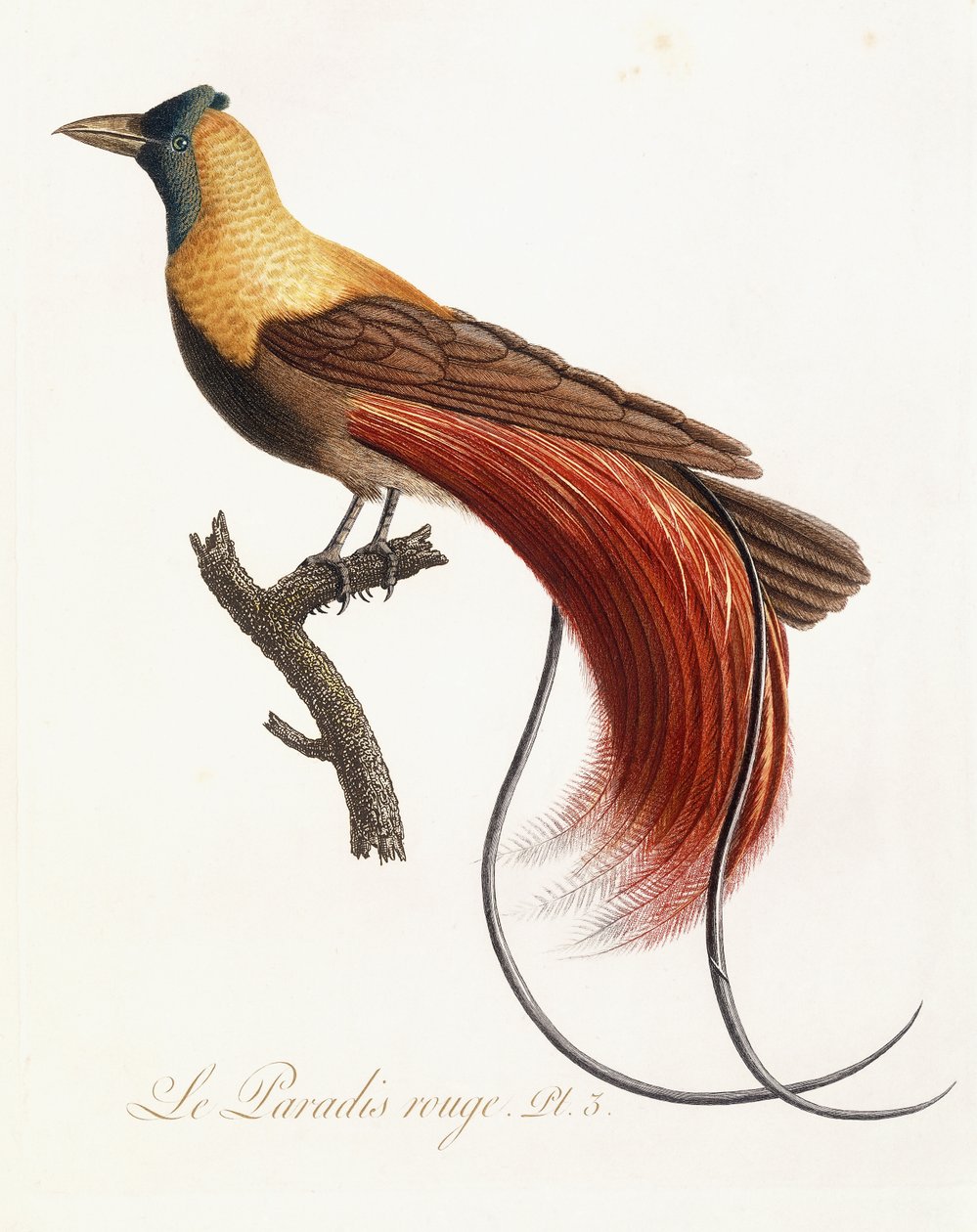 Le Paradis Rouge，1802年 作者 让·巴蒂斯特·奥德伯特