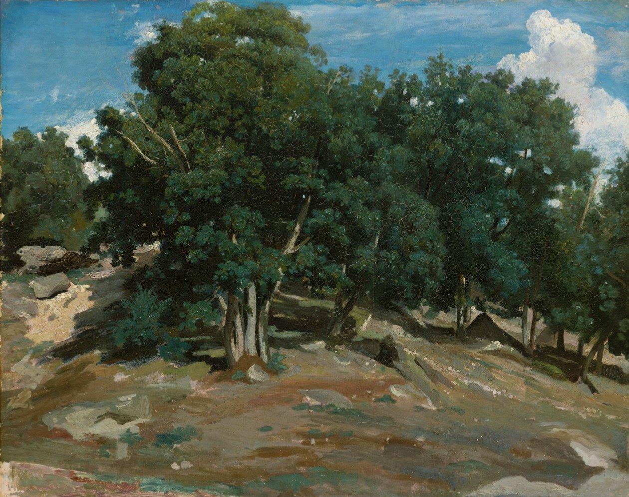 枫丹白露：Bas-Bréau的橡树，1832-3（纸上油，铺在木头上） 作者 让·巴蒂斯特·卡米尔·科罗