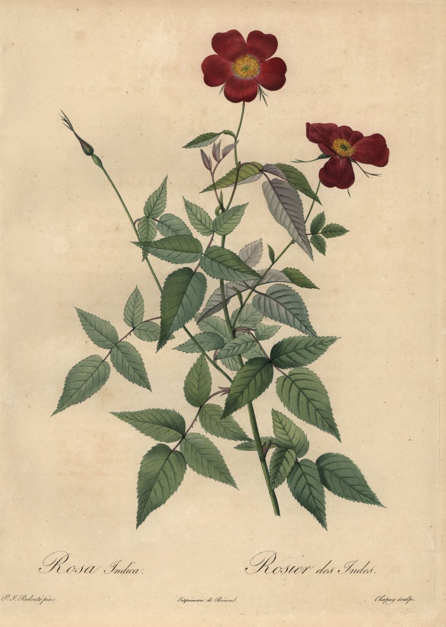 绯红中国玫瑰，Rosa chinensis。 作者 让-巴蒂斯特·沙皮（Jean-Baptiste Chapuy）