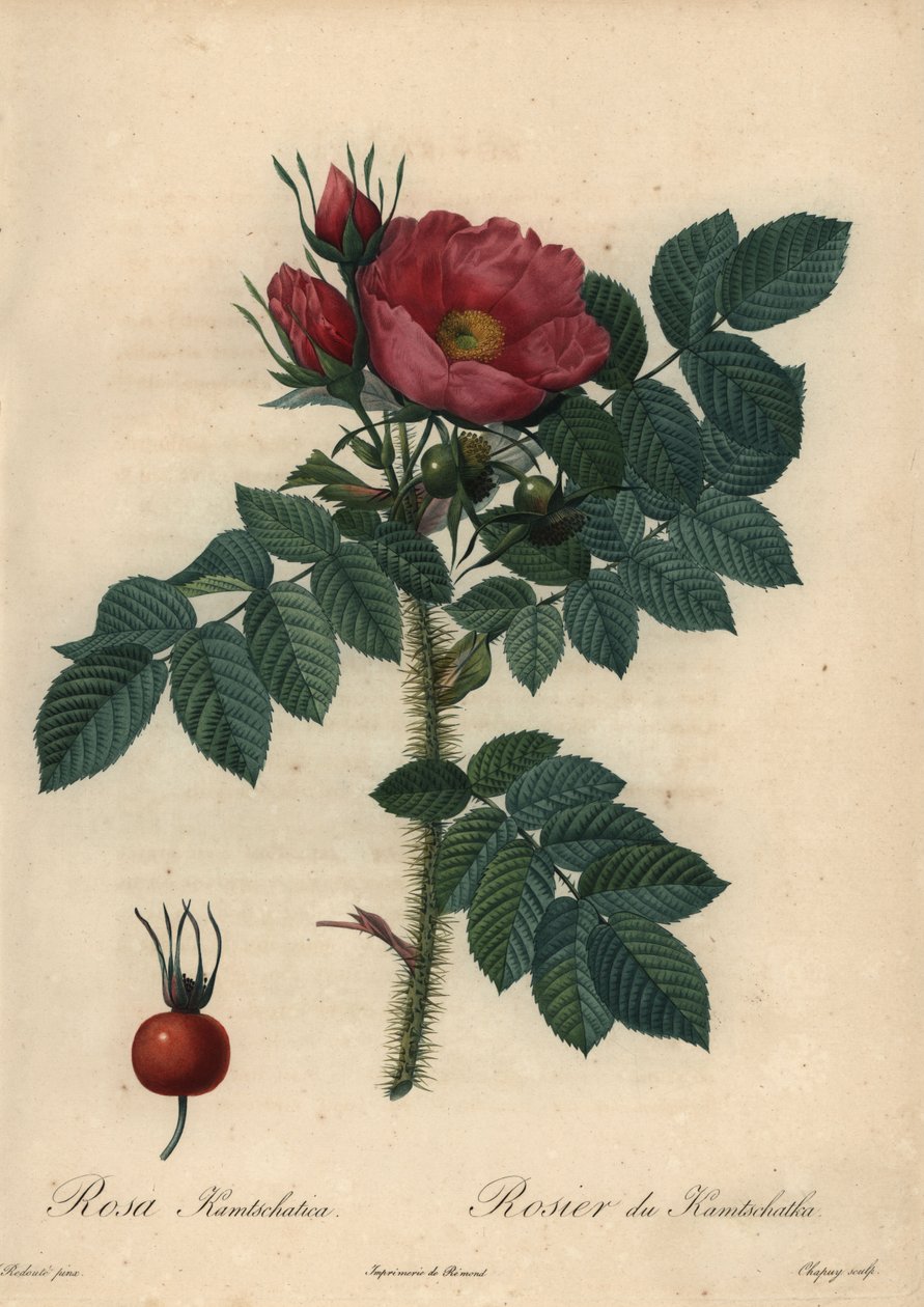 绯红日本玫瑰；Rosa rugosa。 作者 让-巴蒂斯特·沙皮（Jean-Baptiste Chapuy）