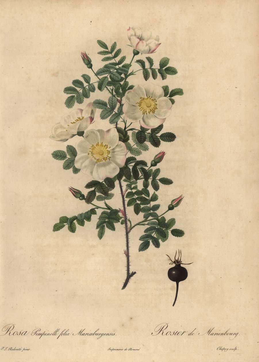 玛丽安堡的灼热玫瑰，Rosa pimpinellifolia Mariaeburgensi 作者 让-巴蒂斯特·沙皮（Jean-Baptiste Chapuy）