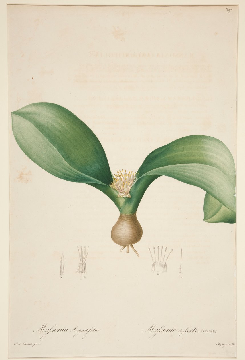 Massonia Angustifolia, Massonie ? 作者 让-巴蒂斯特·沙皮（Jean-Baptiste Chapuy）
