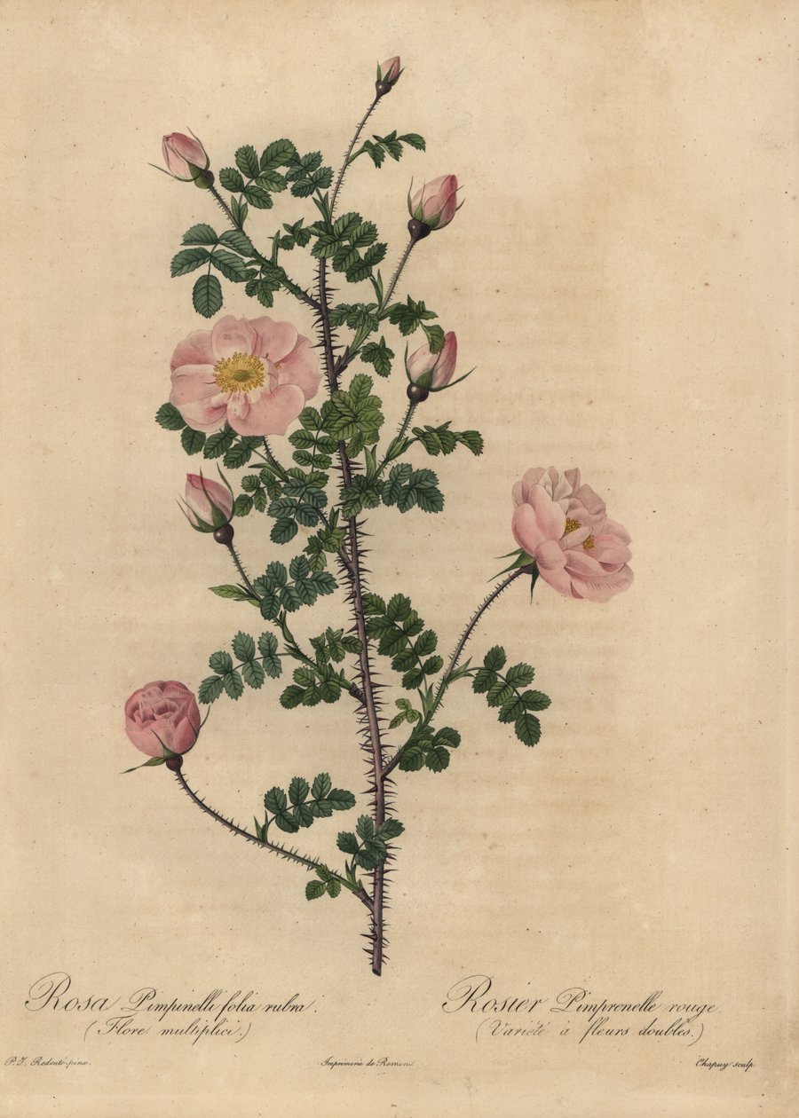 粉红色的伯纳特玫瑰，蔷薇pimpinellifolia。 作者 让-巴蒂斯特·沙皮（Jean-Baptiste Chapuy）