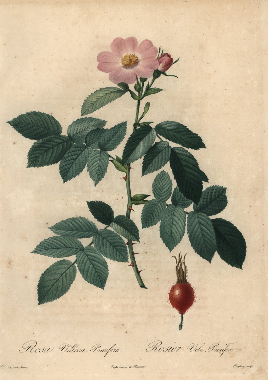 粉红苹果玫瑰，Rosa villosa。 作者 让-巴蒂斯特·沙皮（Jean-Baptiste Chapuy）