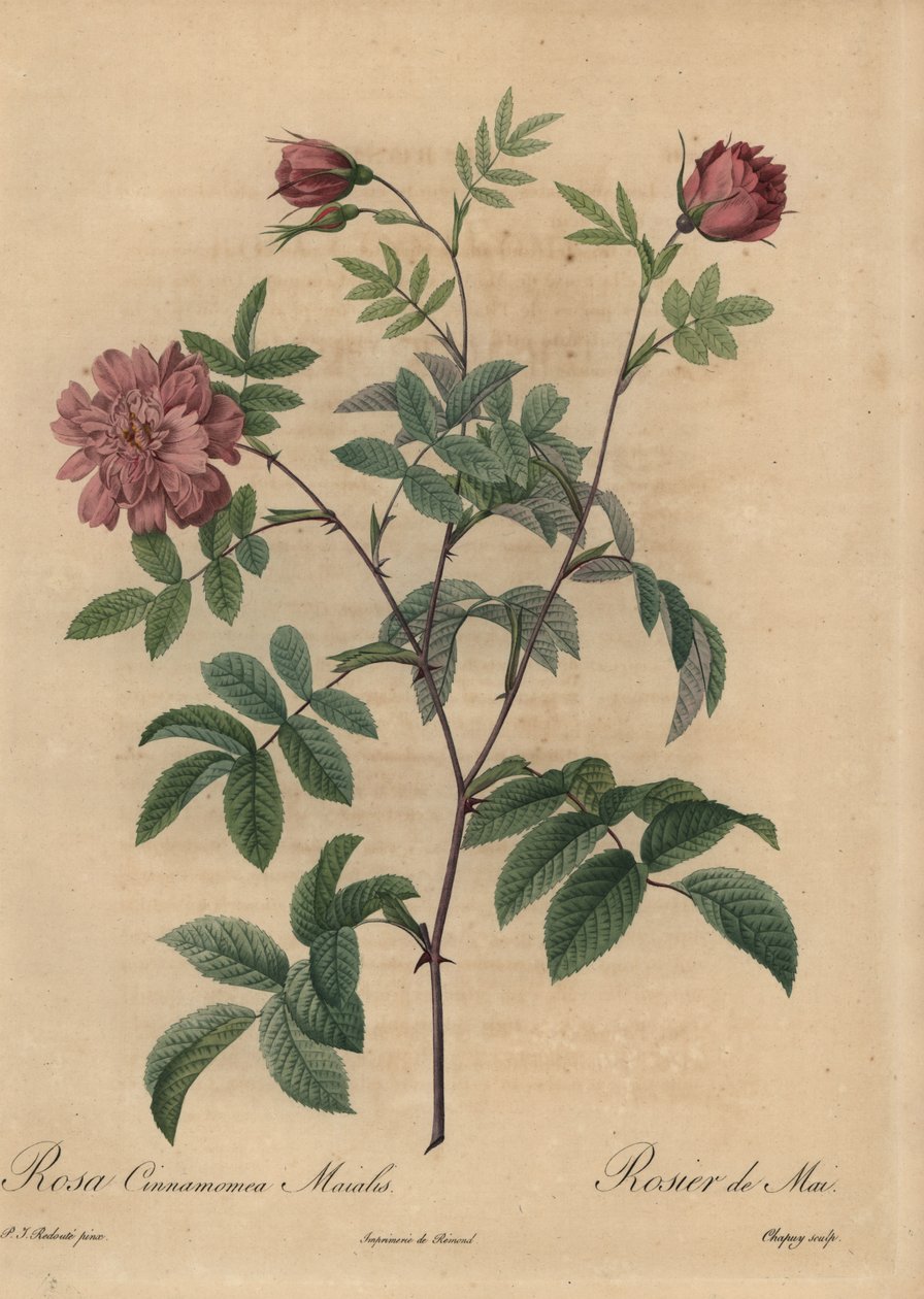 粉红色的桂冠玫瑰，Rosa majalis。 作者 让-巴蒂斯特·沙皮（Jean-Baptiste Chapuy）
