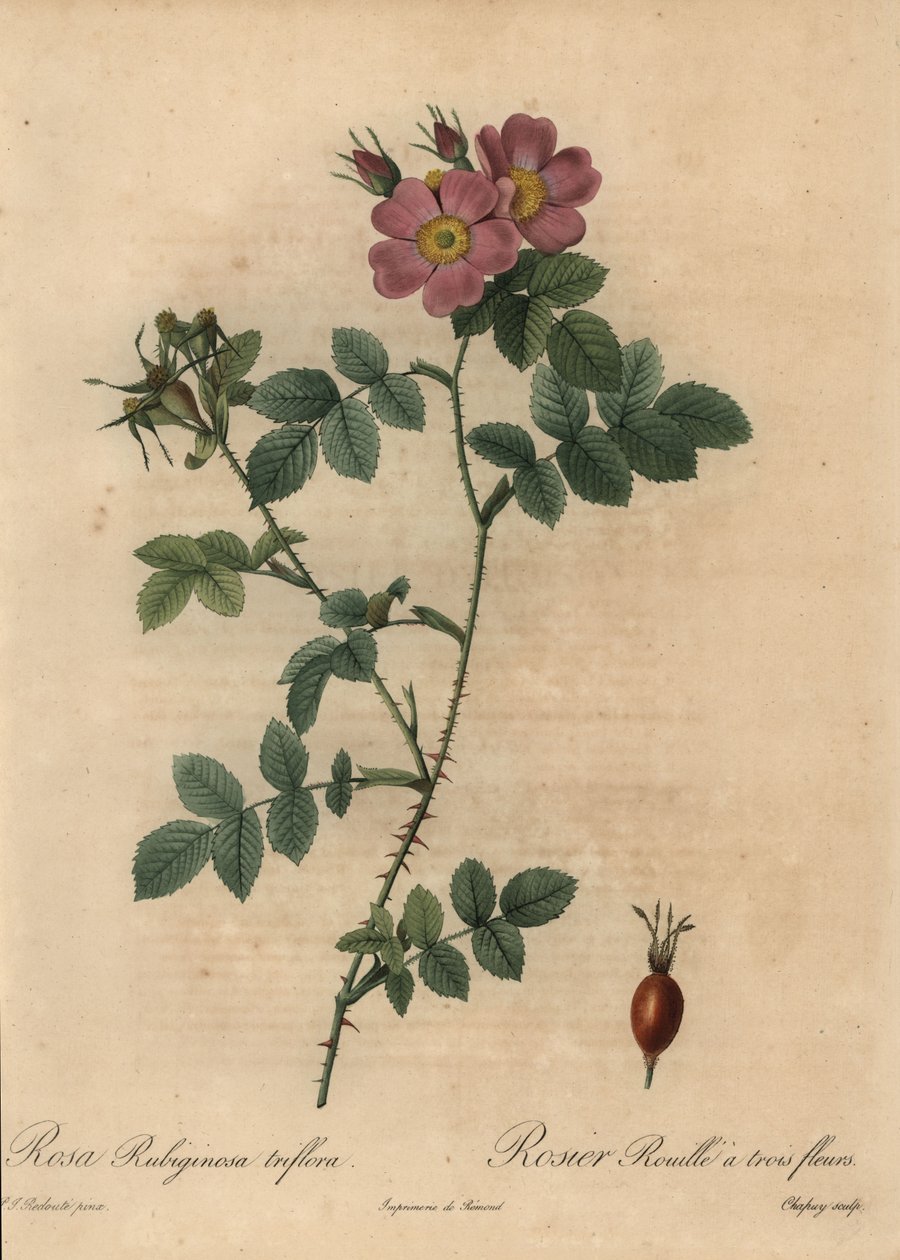 粉红色的甜石楠玫瑰，Rosa rubiginosa。 作者 让-巴蒂斯特·沙皮（Jean-Baptiste Chapuy）