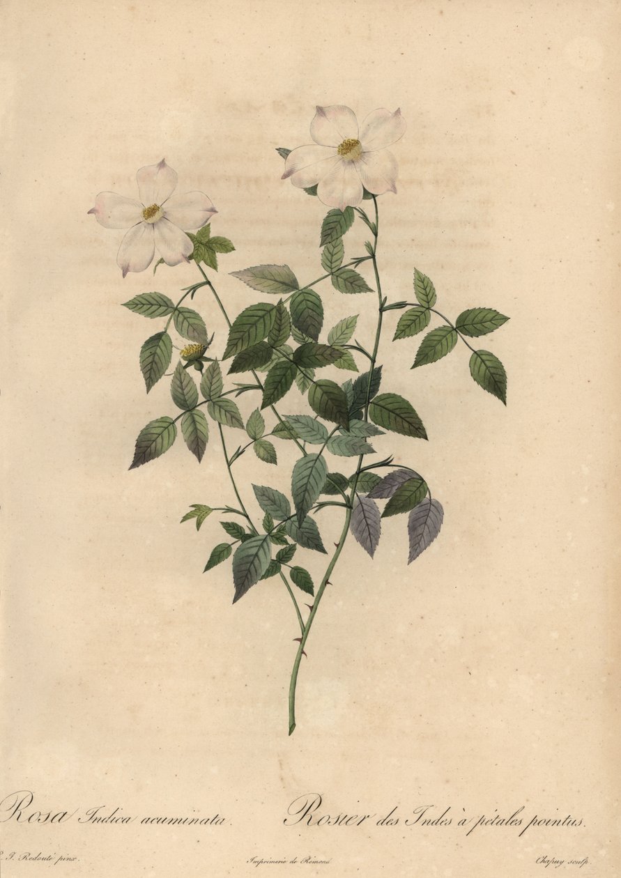 白色和粉红色的中国玫瑰，Rosa chinensis。 作者 让-巴蒂斯特·沙皮（Jean-Baptiste Chapuy）