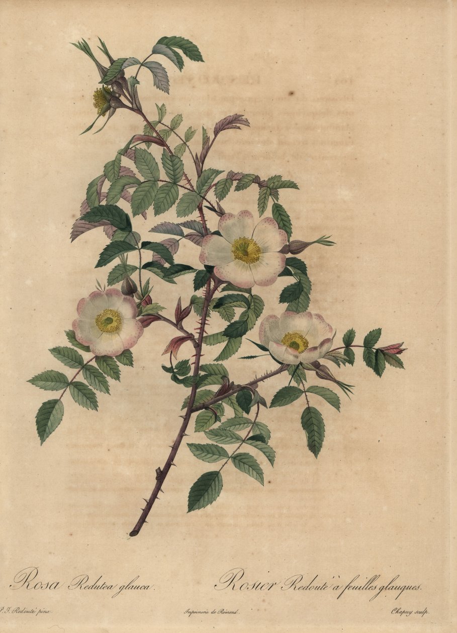 白色和粉红色的玫瑰，Rosa redutea glauca。 作者 让-巴蒂斯特·沙皮（Jean-Baptiste Chapuy）