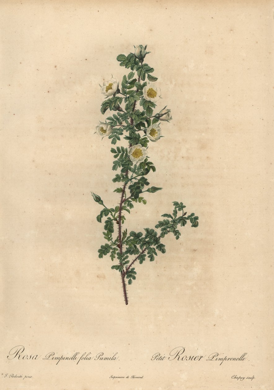 白灼玫瑰，Rosa pimpinellifolia Pumila。 作者 让-巴蒂斯特·沙皮（Jean-Baptiste Chapuy）