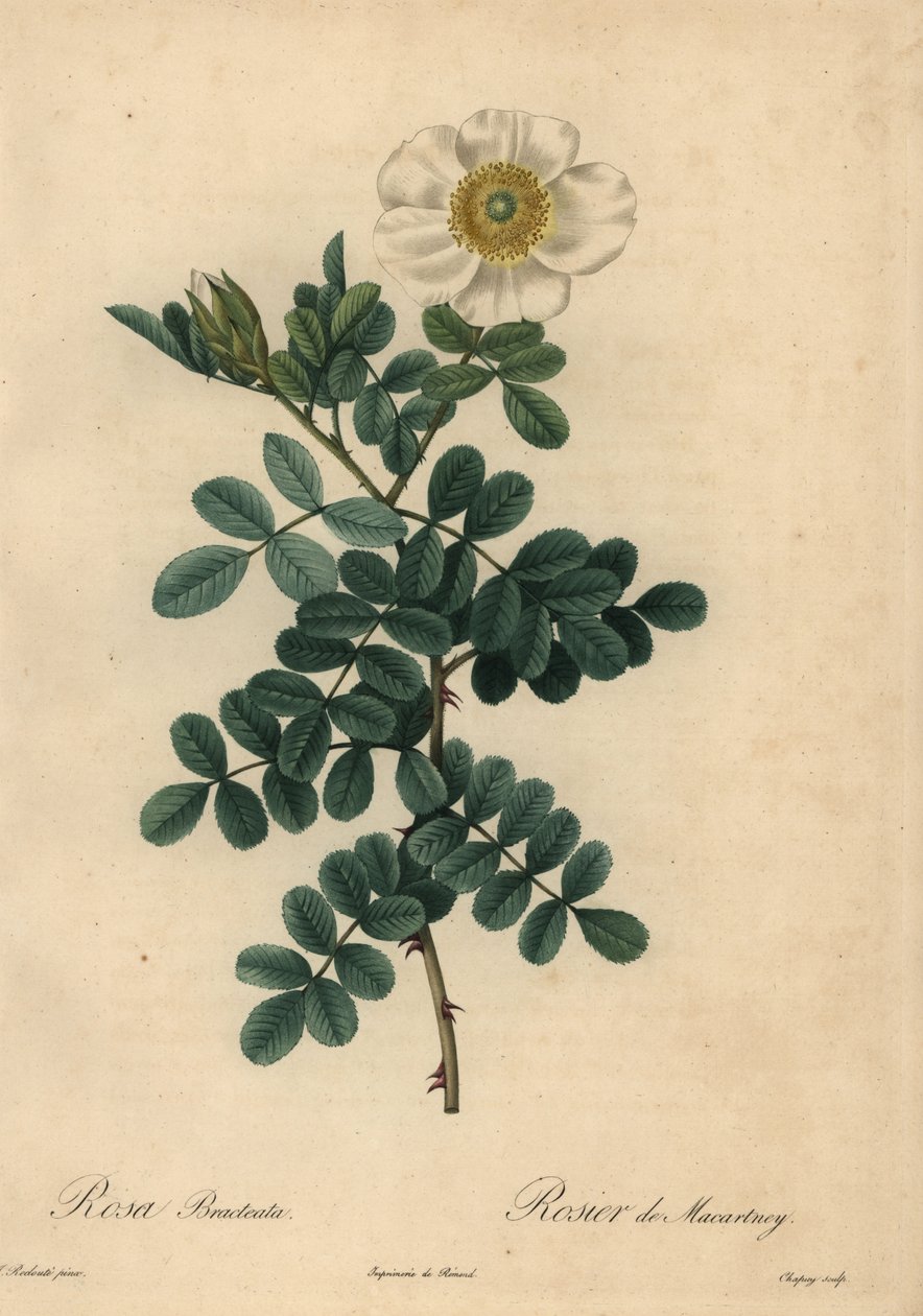 白鸡冠玫瑰，Rosa bracteata。 作者 让-巴蒂斯特·沙皮（Jean-Baptiste Chapuy）