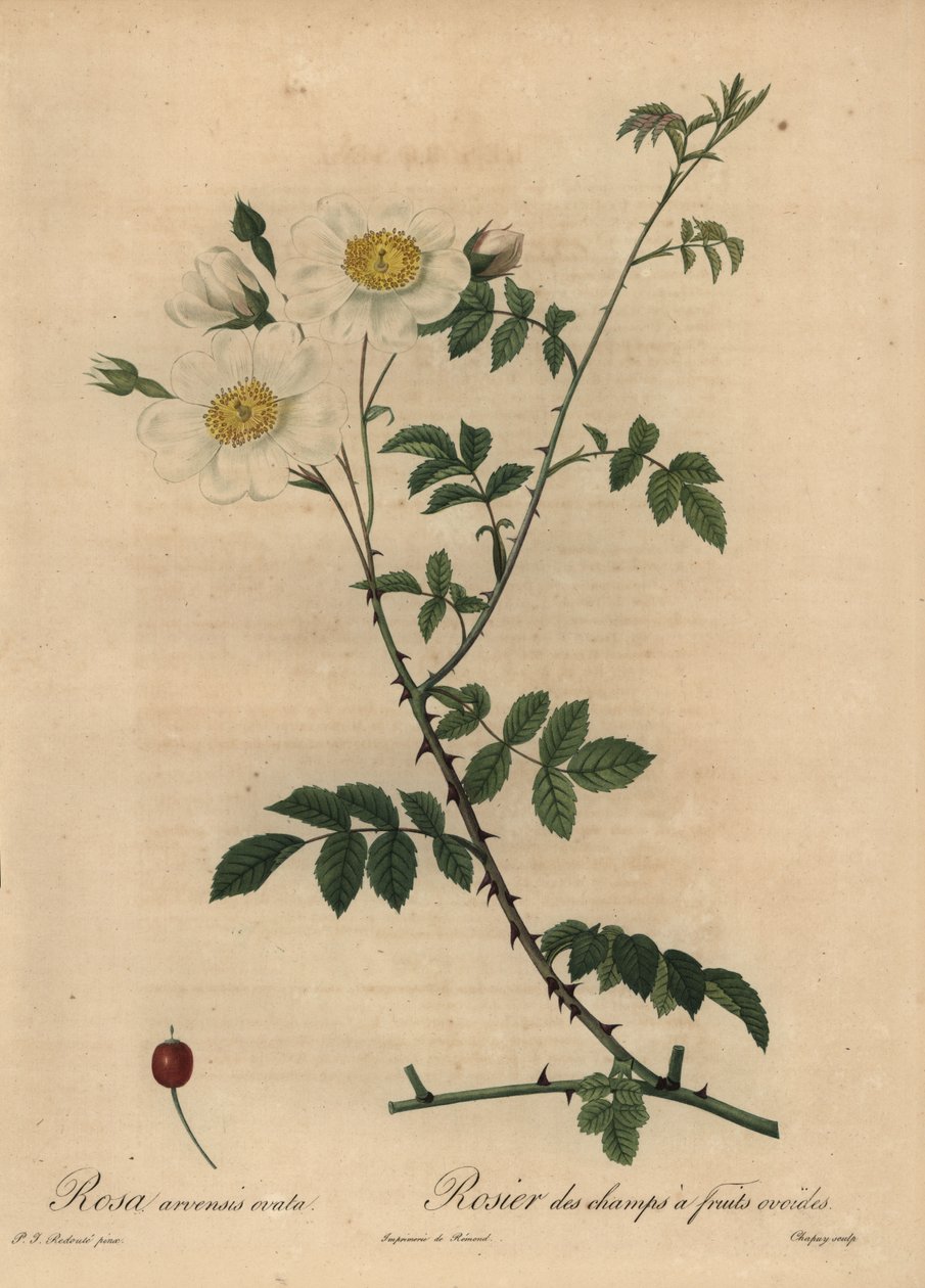 白田玫瑰，Rosa arvensis。 作者 让-巴蒂斯特·沙皮（Jean-Baptiste Chapuy）
