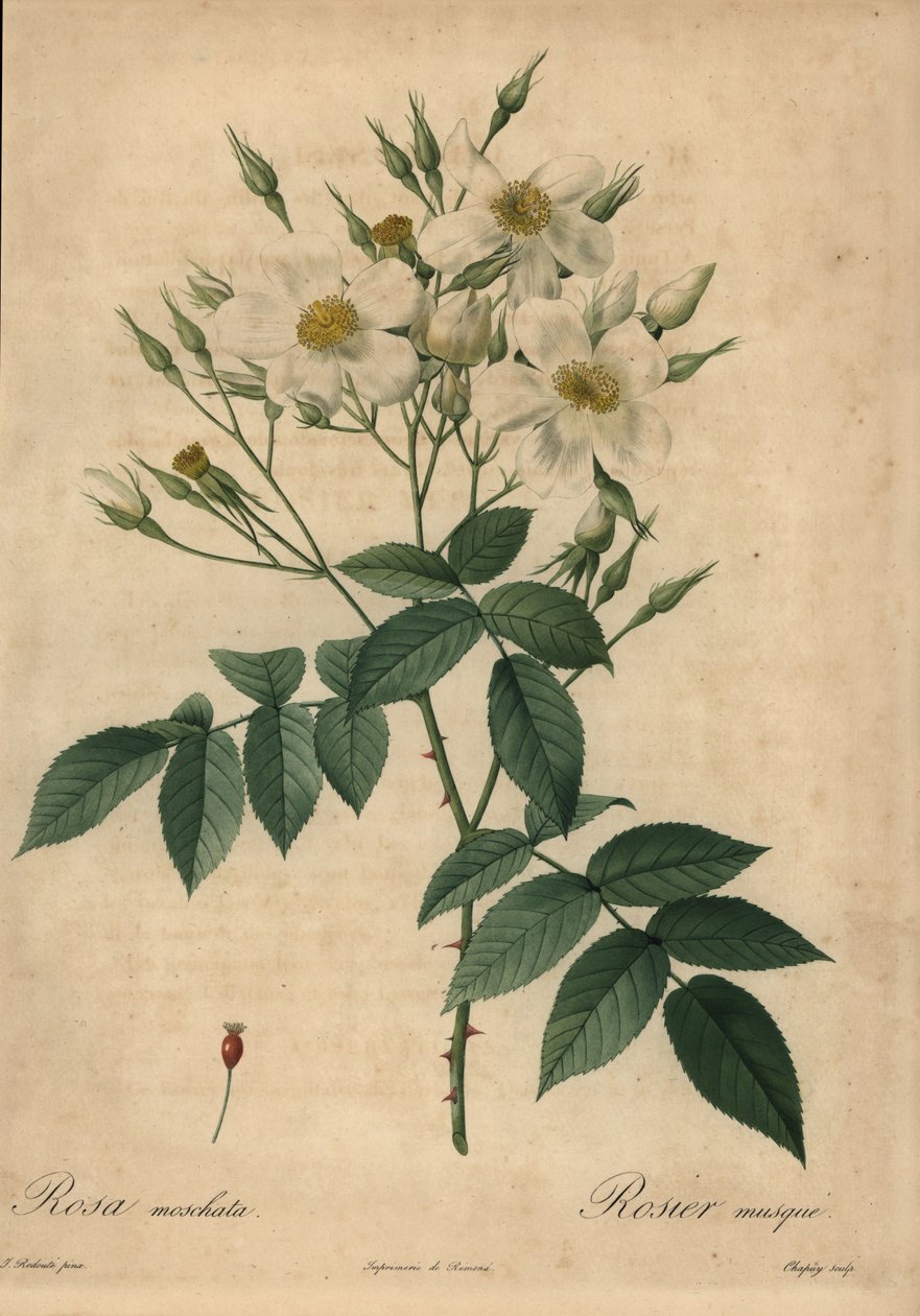 白麝香玫瑰，Rosa moschata。 作者 让-巴蒂斯特·沙皮（Jean-Baptiste Chapuy）