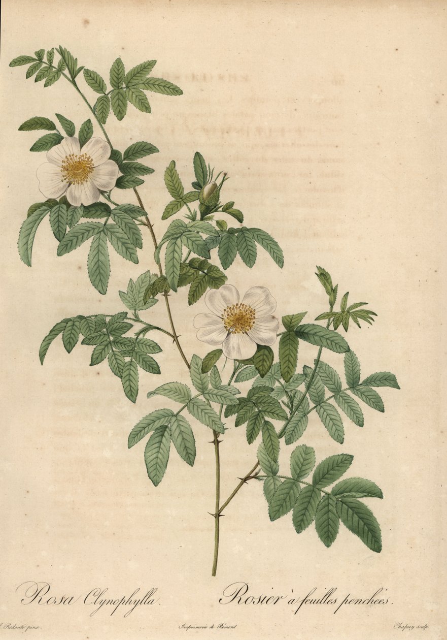 白玫瑰，Rosa clynophylla。 作者 让-巴蒂斯特·沙皮（Jean-Baptiste Chapuy）