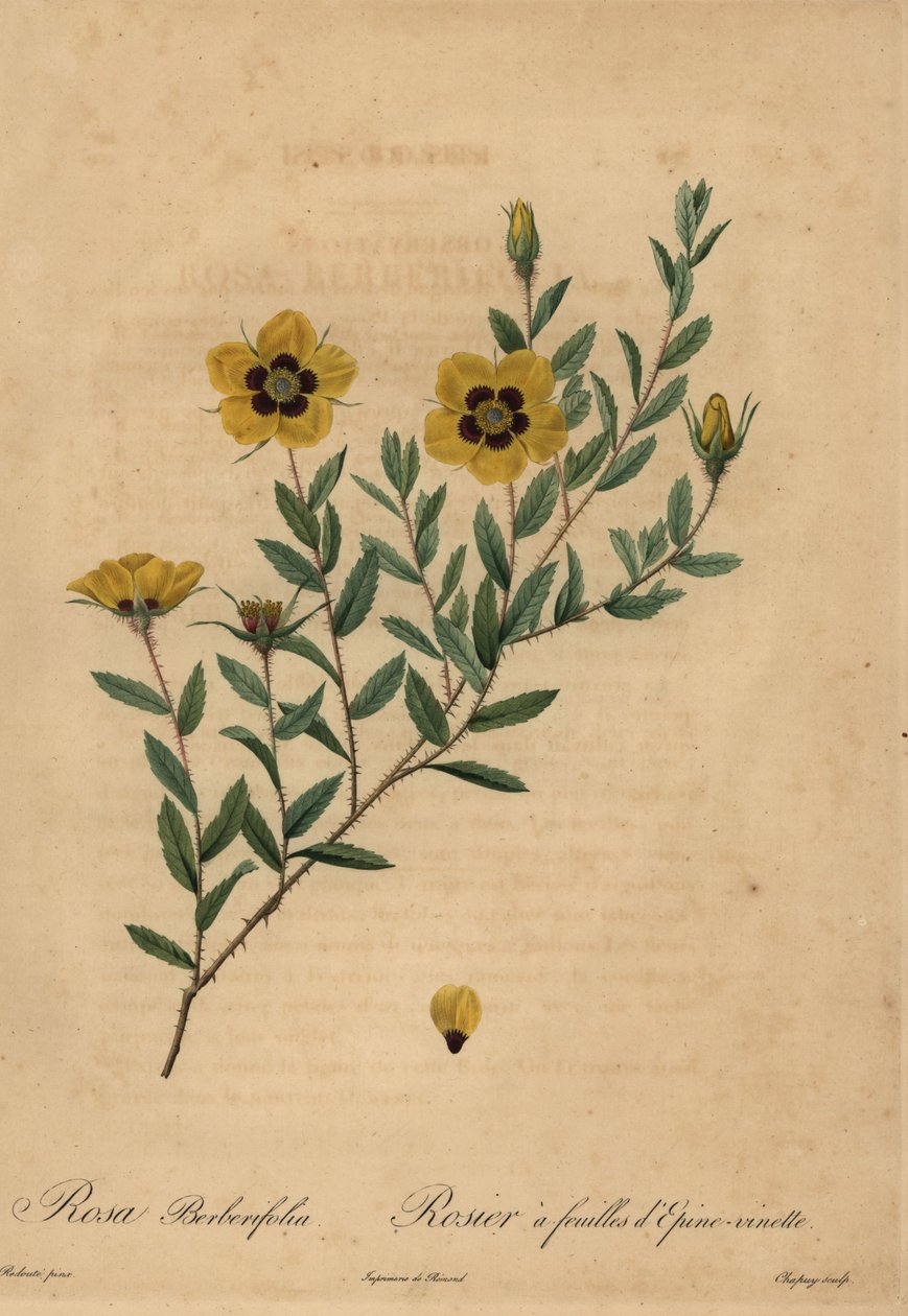 黄玫瑰（Rosa berberifolia）。 作者 让-巴蒂斯特·沙皮（Jean-Baptiste Chapuy）