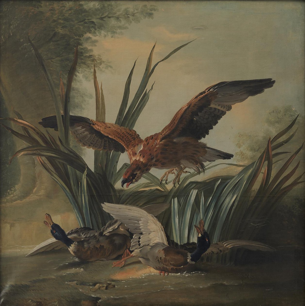 老鹰扑向一对鸭子 作者 让·巴蒂斯特·奥德里（Jean Baptiste Oudry）