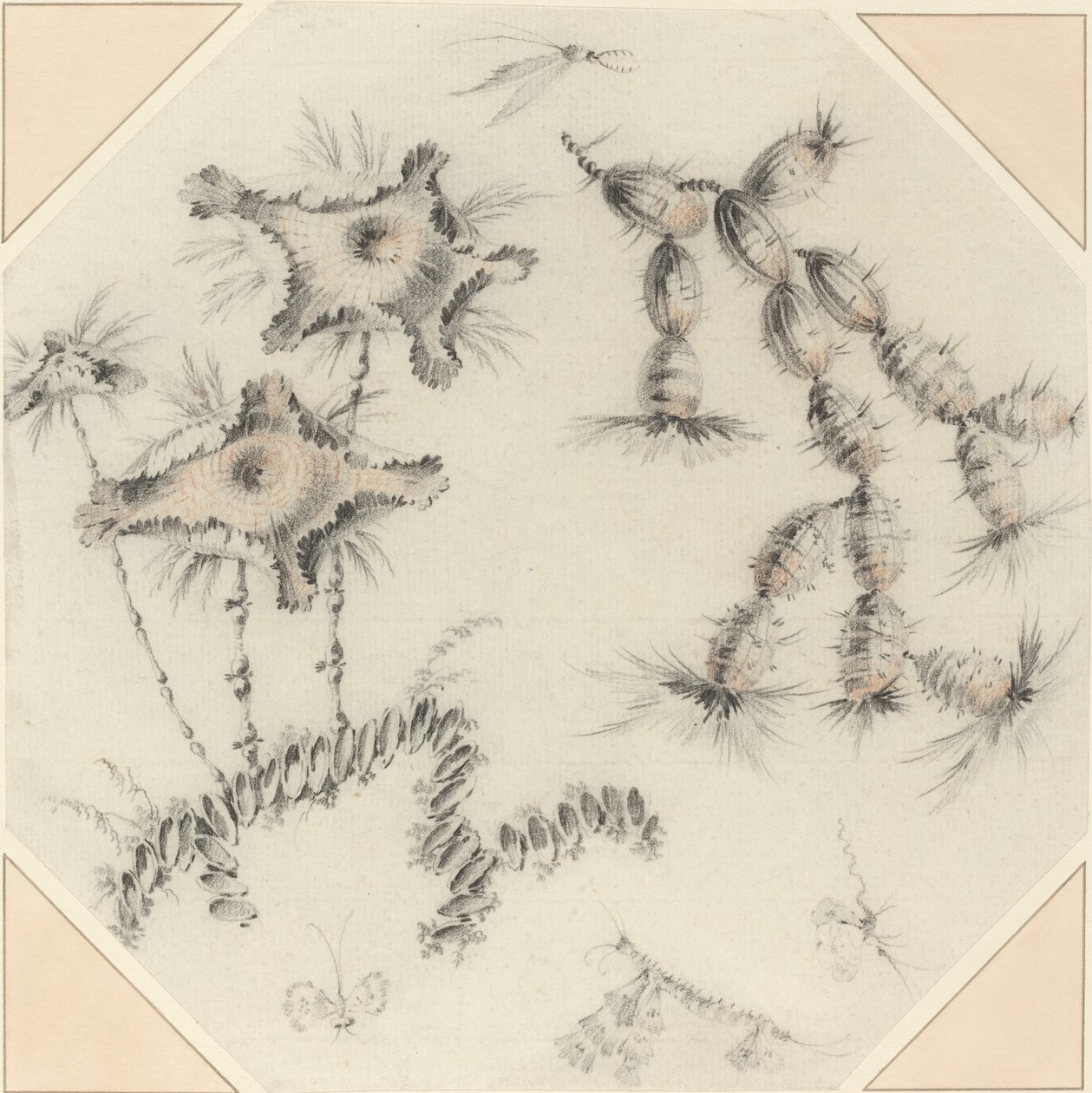 竹花和仙人掌 作者 让·巴蒂斯特·皮列曼