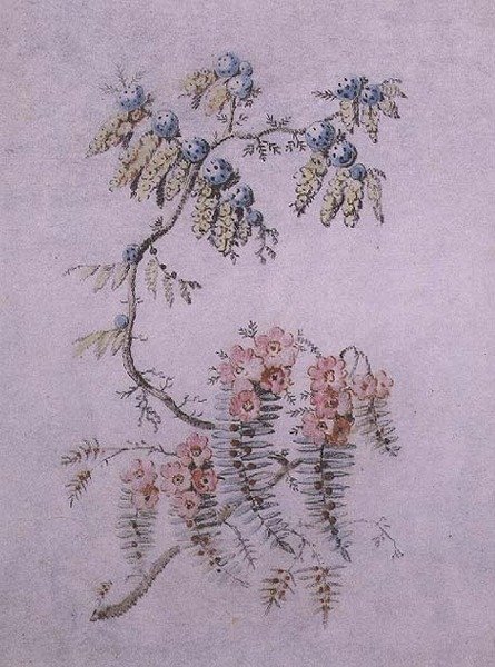 花和浆果的装饰性研究 作者 让·巴蒂斯特·皮列曼