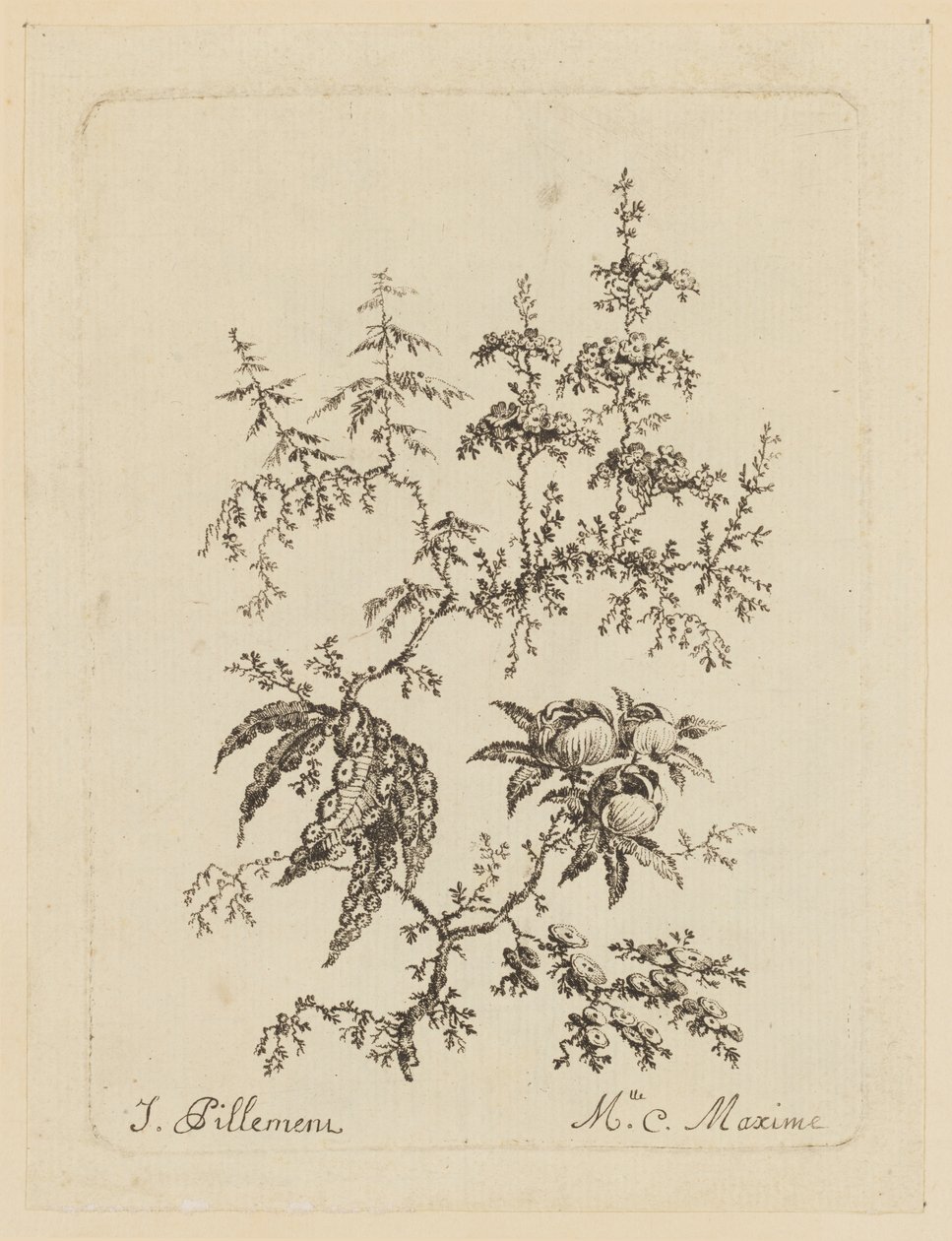 神奇的花 作者 让·巴蒂斯特·皮列曼