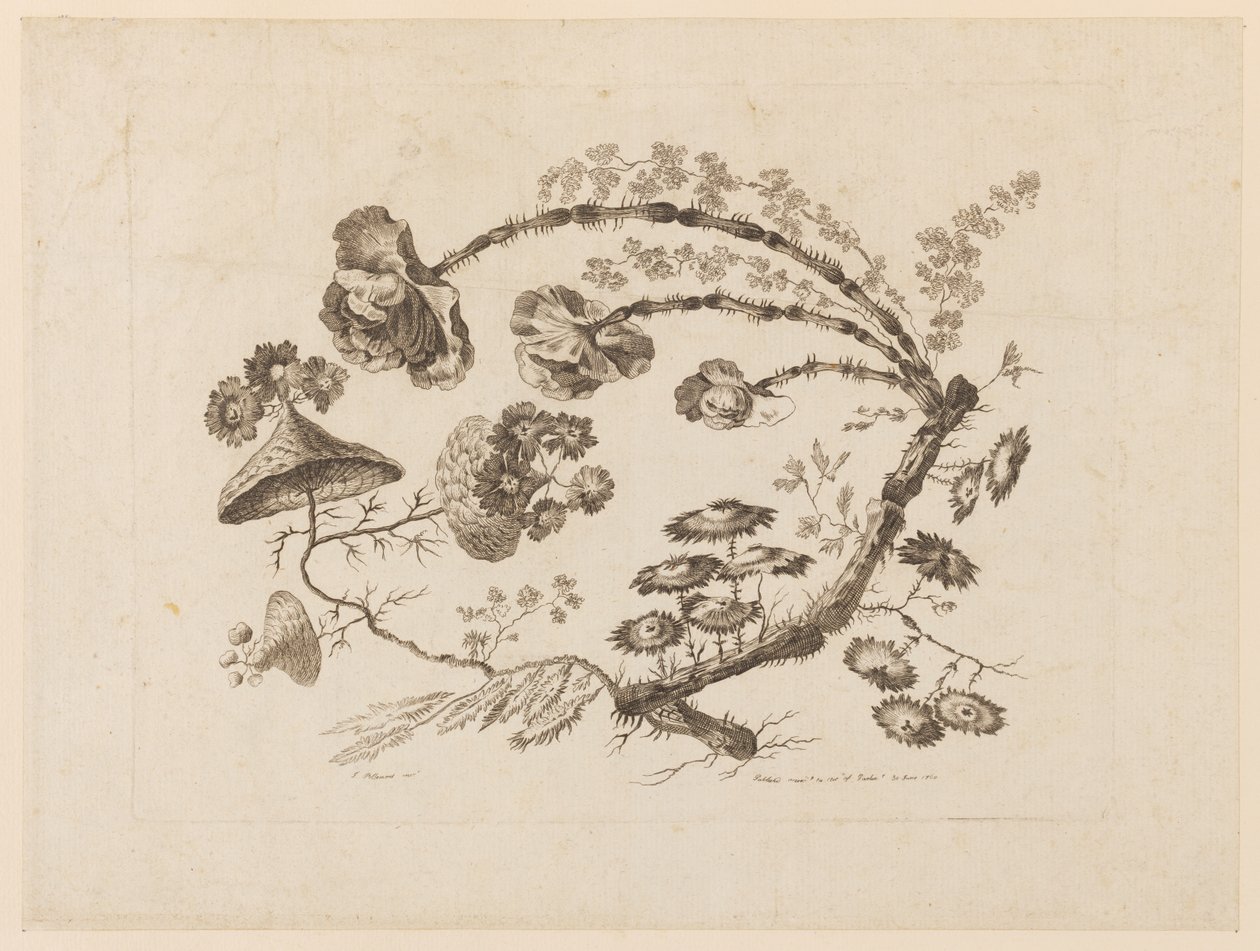 花枝，摘自《中国品味的不同花饰集》（Recueil de Differentes Fleurs de Fantaisie Dans le Goût Chinois）。 作者 让·巴蒂斯特·皮列曼