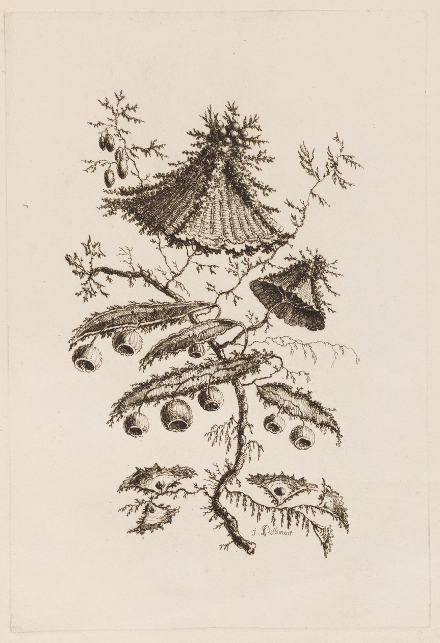 花枝，选自 "Fleures Persannes" 作者 让·巴蒂斯特·皮列曼