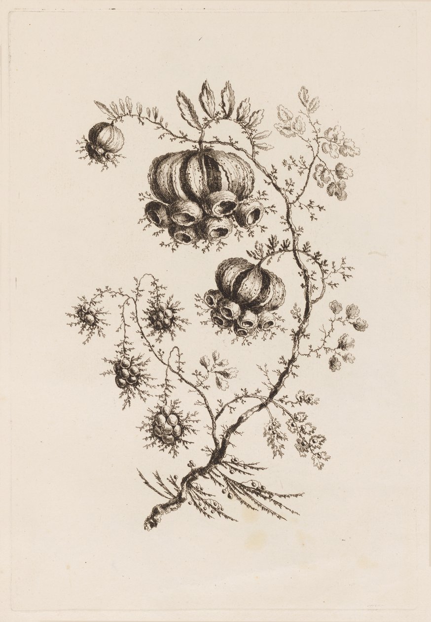 花枝，选自 "Fleures Persannes" 作者 让·巴蒂斯特·皮列曼