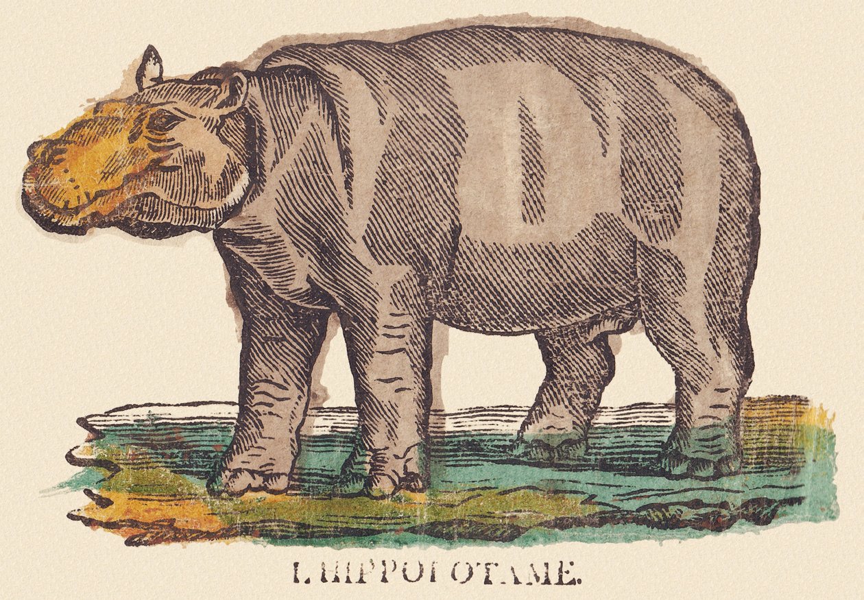 河马，约 1840-1852 年（石版画） 作者 让-巴蒂斯特·蒂博
