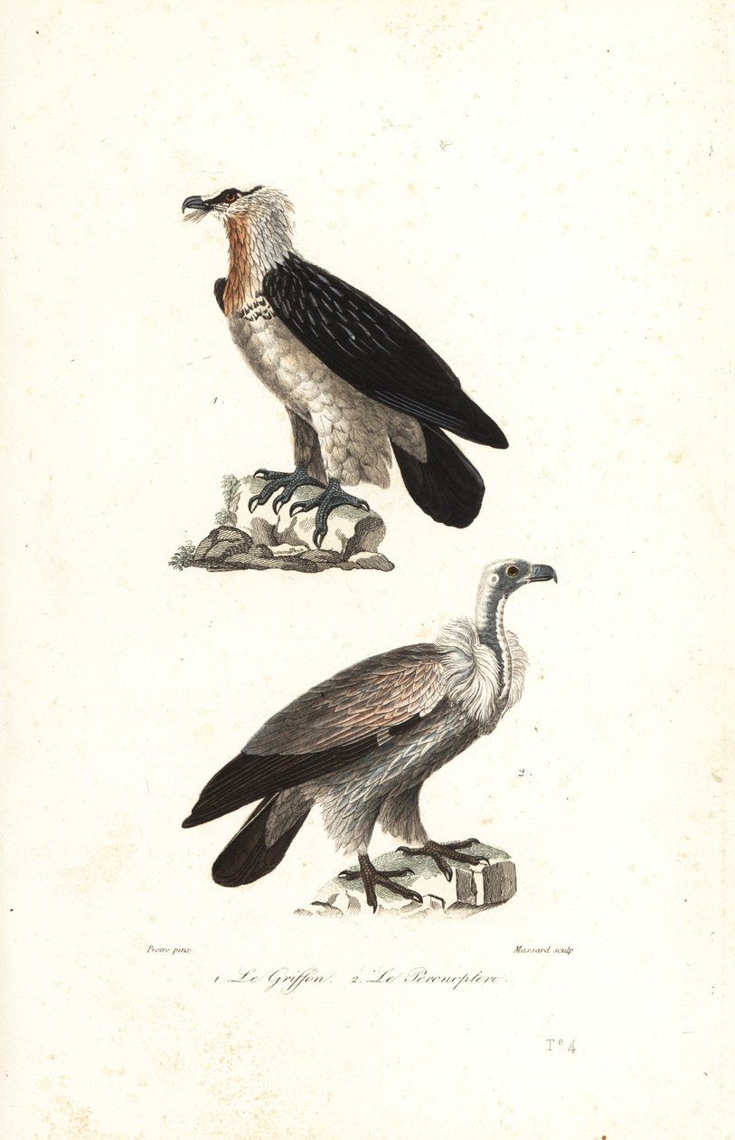 Bearded eagle and Eurasia griffon. 作者 让·加布里埃尔（后）普雷特